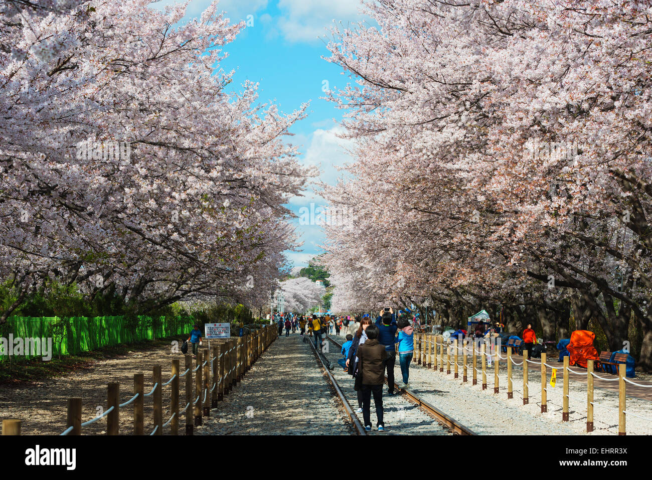 Asia, Repubblica di Corea, Corea del Sud, Jinhei, molla Cherry Blossom Festival Foto Stock