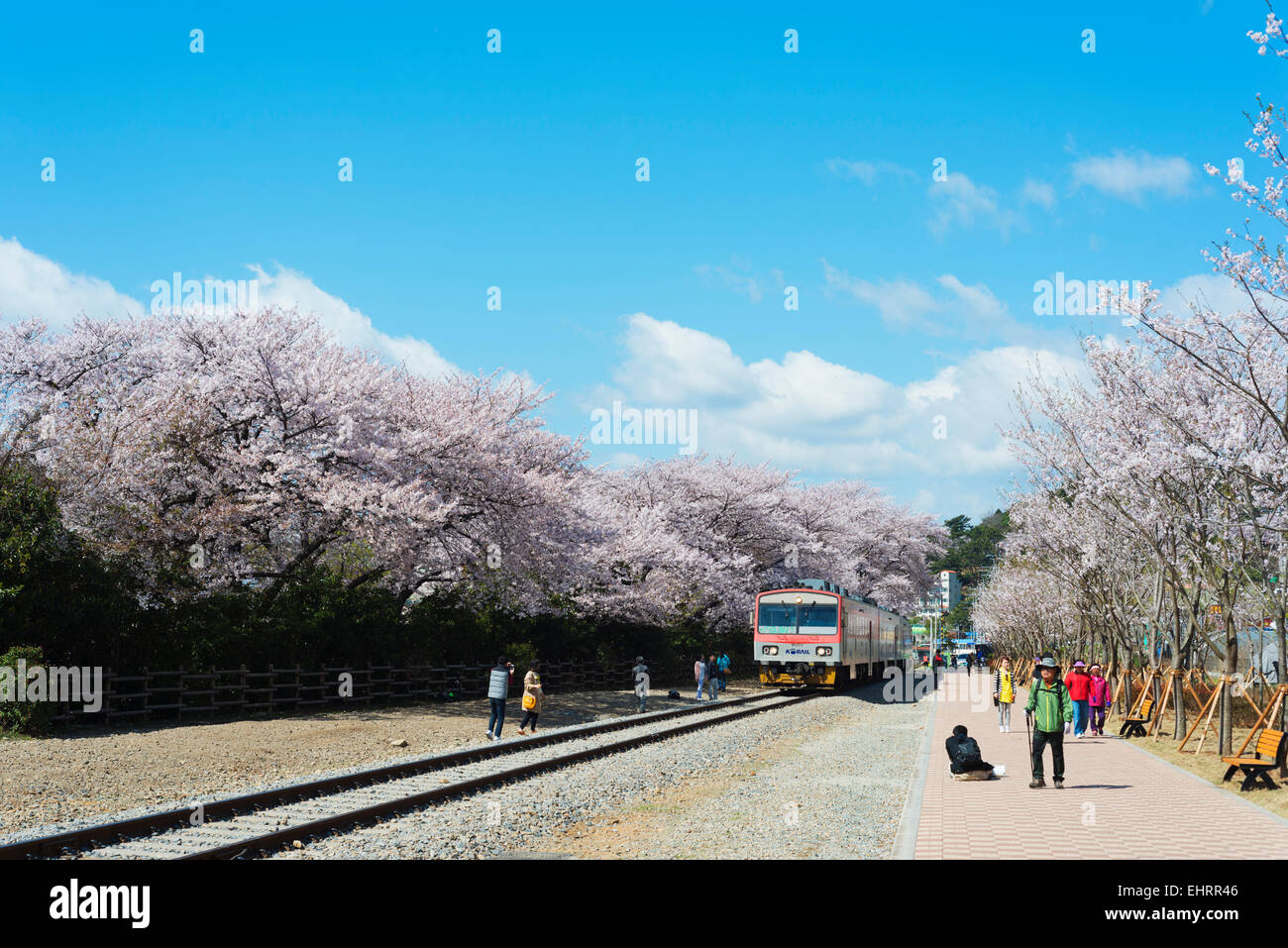 Asia, Repubblica di Corea, Corea del Sud, Jinhei, molla Cherry Blossom Festival, alberata in treno linea Foto Stock