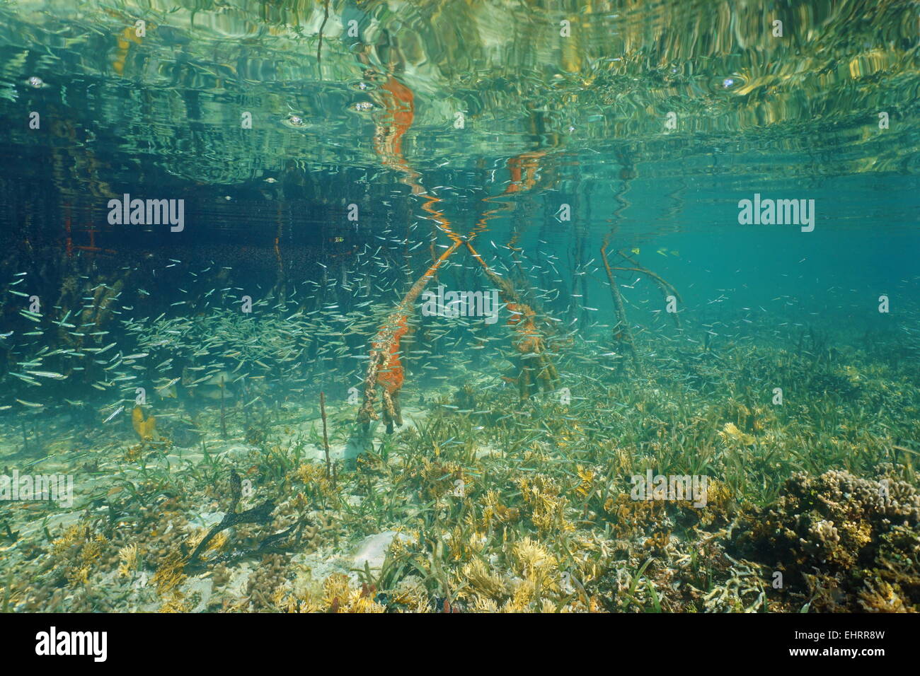 Scuola di novellame in acque poco profonde nei pressi di radici di mangrovia, Mar dei Caraibi, Panama Foto Stock