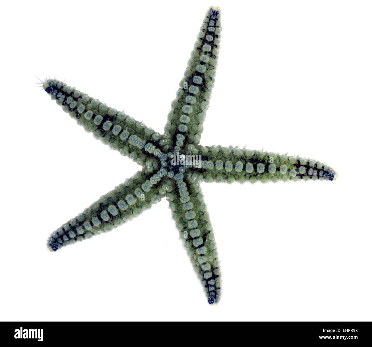 Starfish spinosa - marthasterias glacialis Foto Stock