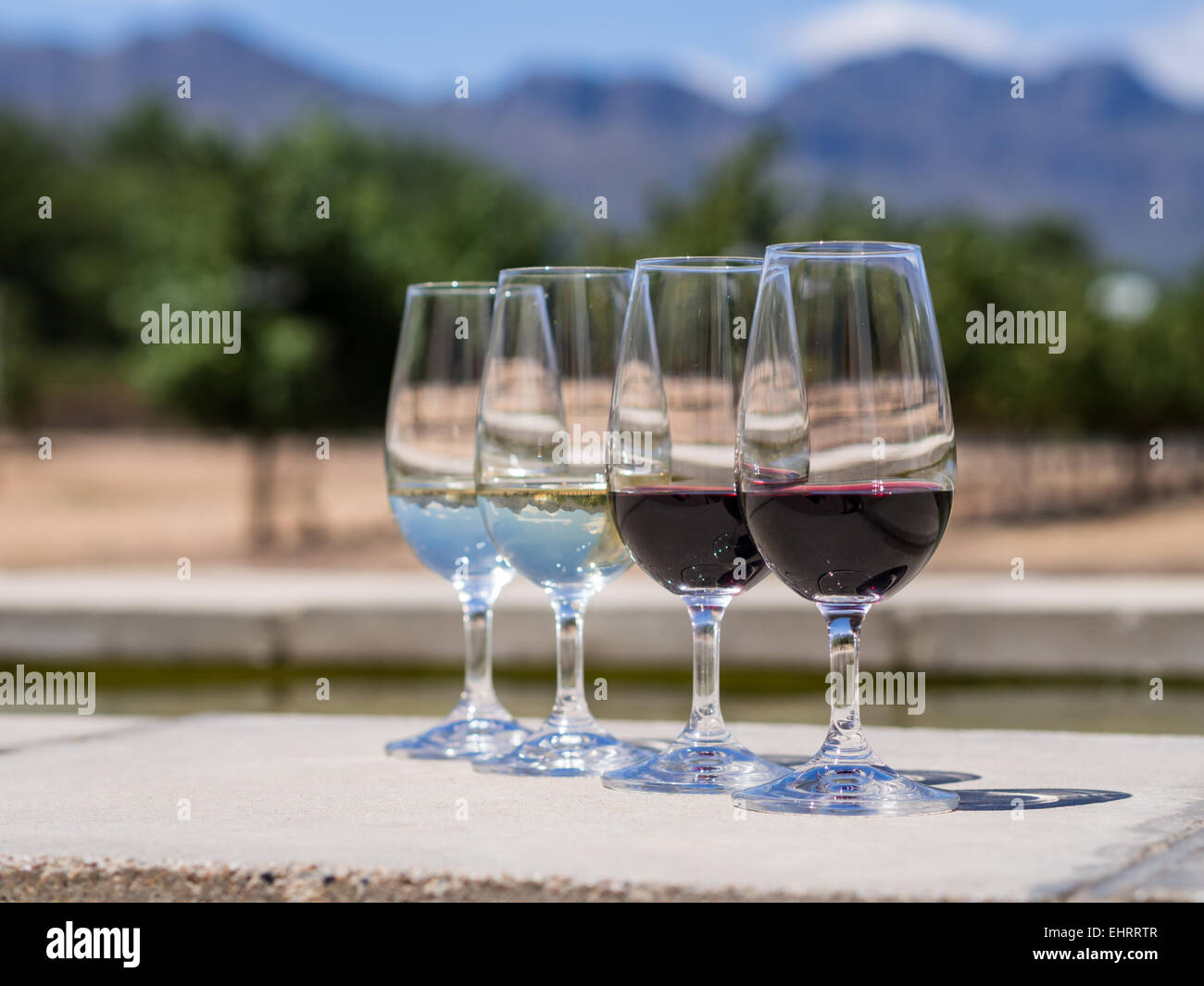 Quattro bicchieri, due con rosso e due con i vini bianchi serviti per la degustazione in una delle cantine Winelands, Sud Africa. Foto Stock