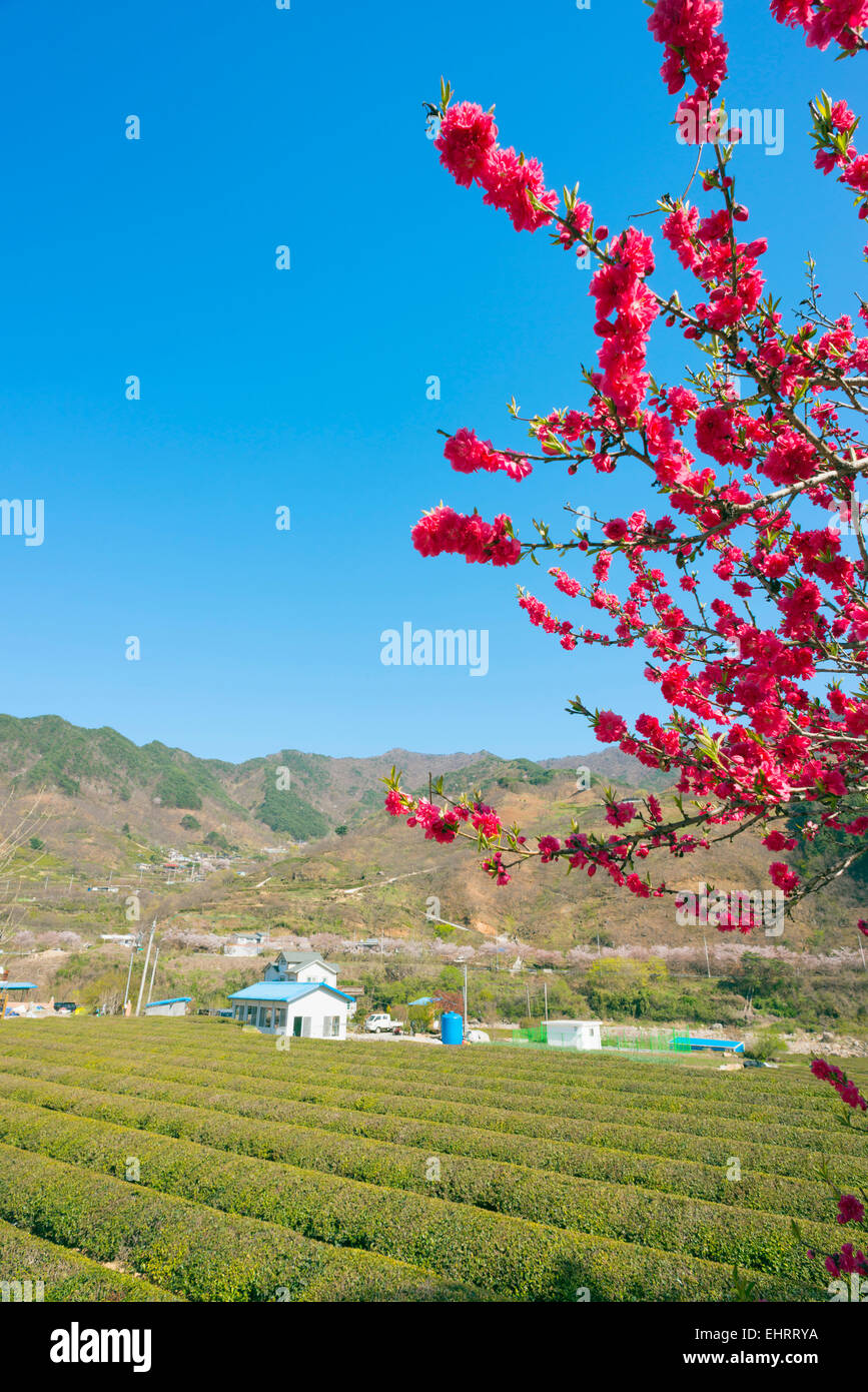 Asia, Repubblica di Corea, Corea del Sud, Gyeongsangnam-do, Jirisan National Park, la molla blossom Foto Stock