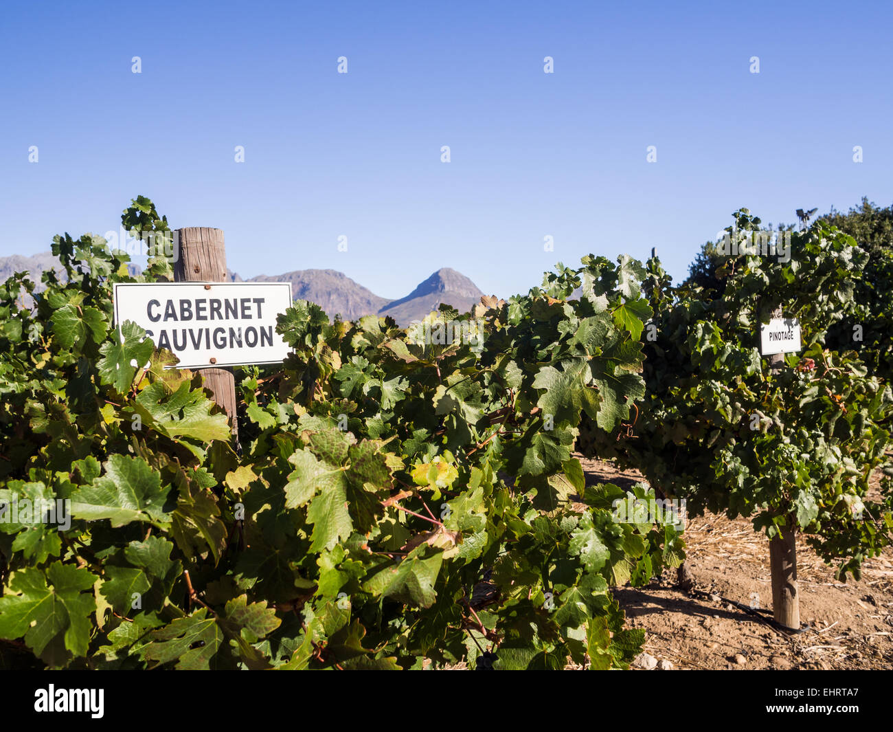 Vigneti nella regione del vino nei pressi di Città del Capo e di Franschhoek, Sud Africa. Foto Stock