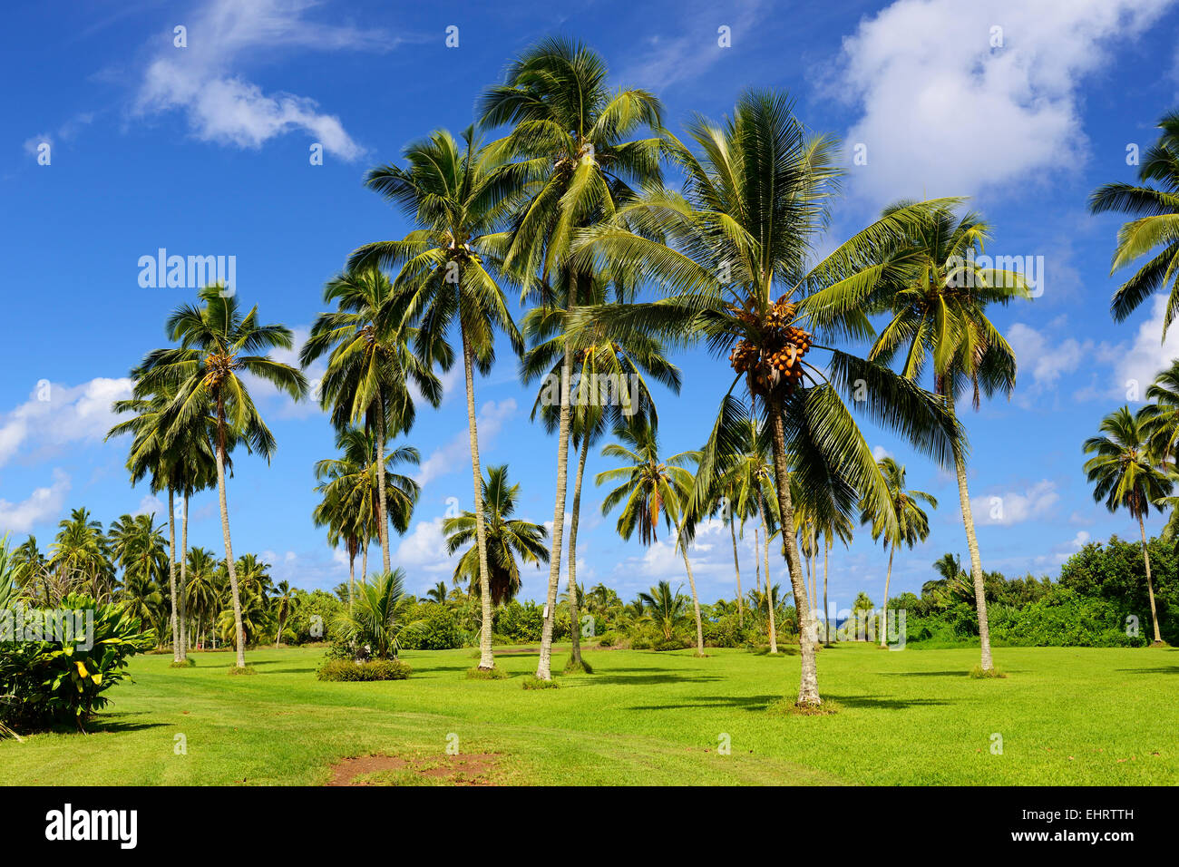 Le palme in Kahanu nazionale Giardino Tropicale Giardino Botanico, Hana Costa, Maui, Hawaii, STATI UNITI D'AMERICA Foto Stock