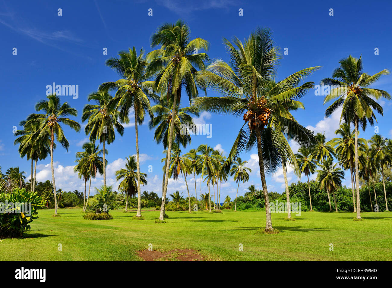 Le palme in Kahanu nazionale Giardino Tropicale Giardino Botanico, Hana Costa, Maui, Hawaii, STATI UNITI D'AMERICA Foto Stock