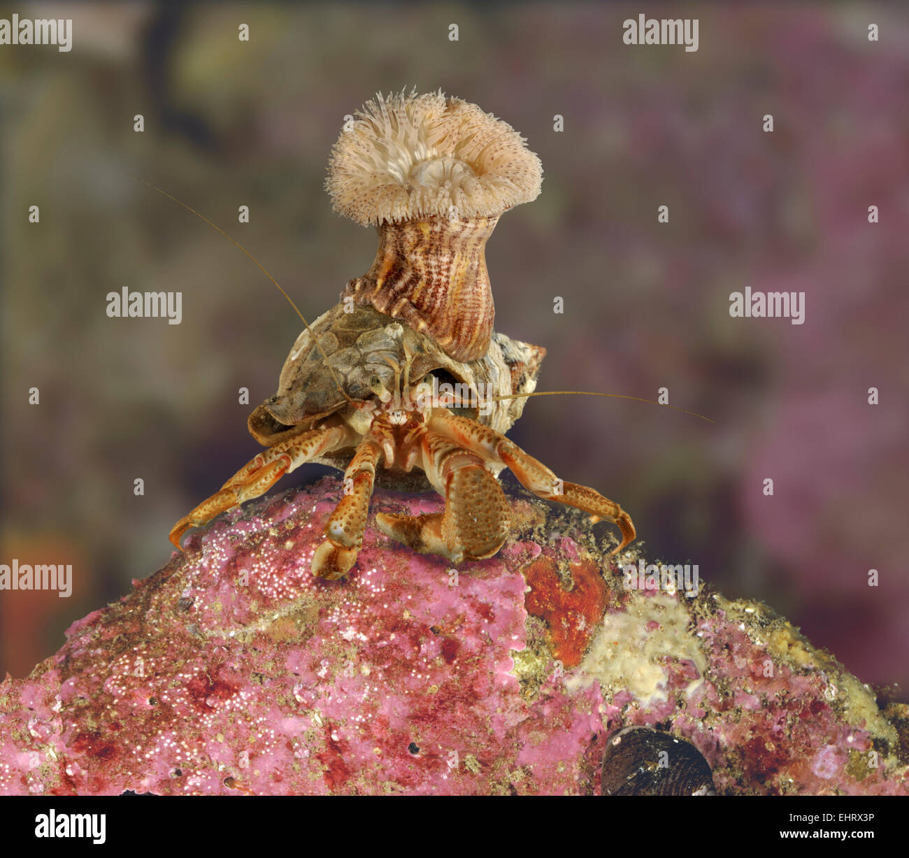 Calliactis parasitica anemone sul guscio di buccino occupata dai Comuni di granchio di Hermit - Pagurus bernhardus Foto Stock