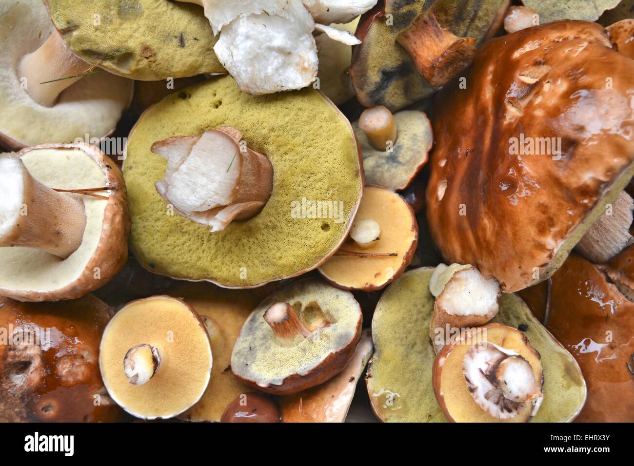 funghi commestibili immagini e nomi