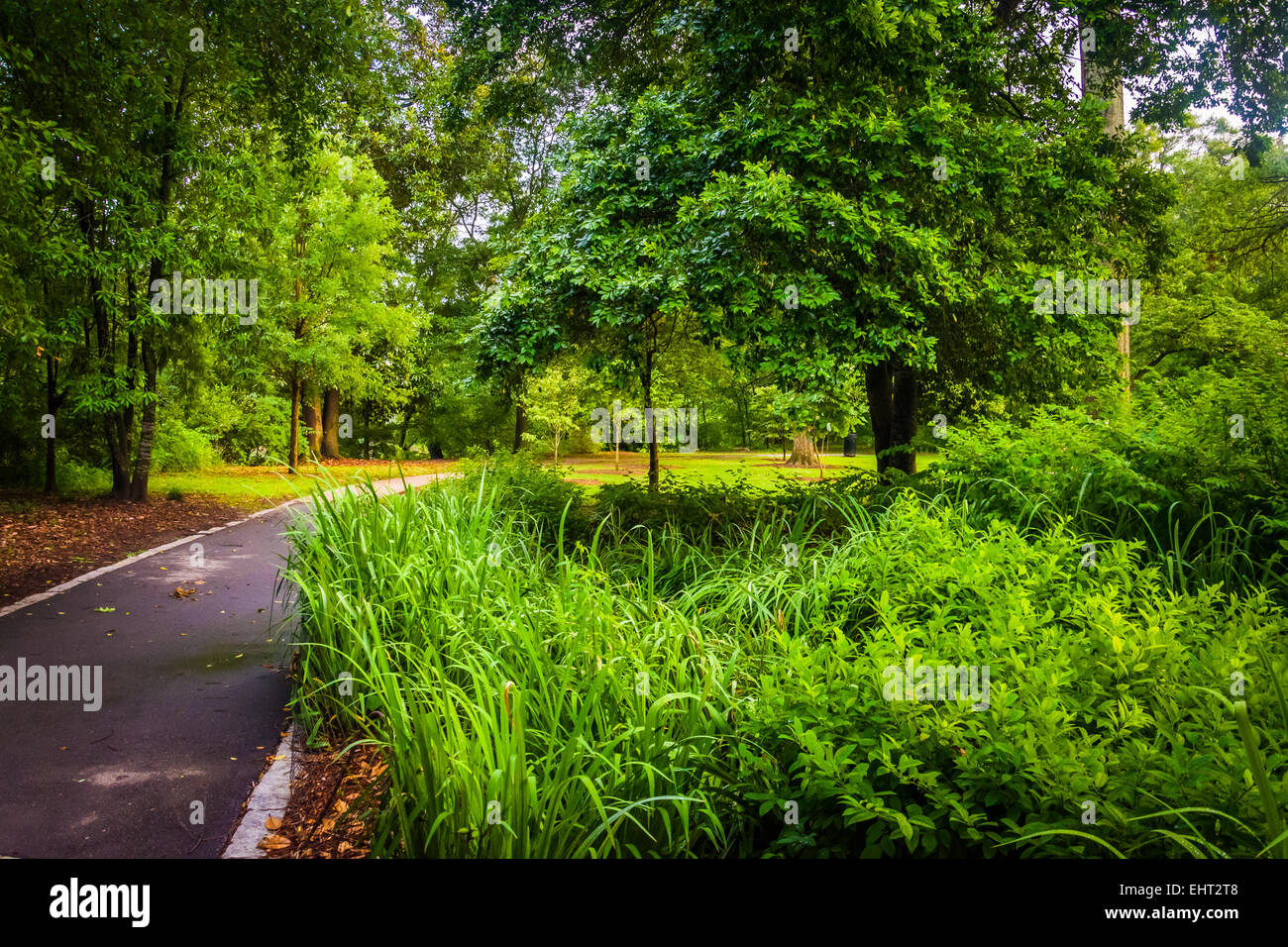 Alberi e piante lungo un percorso in Piemonte Park, Atlanta, Georgia. Foto Stock
