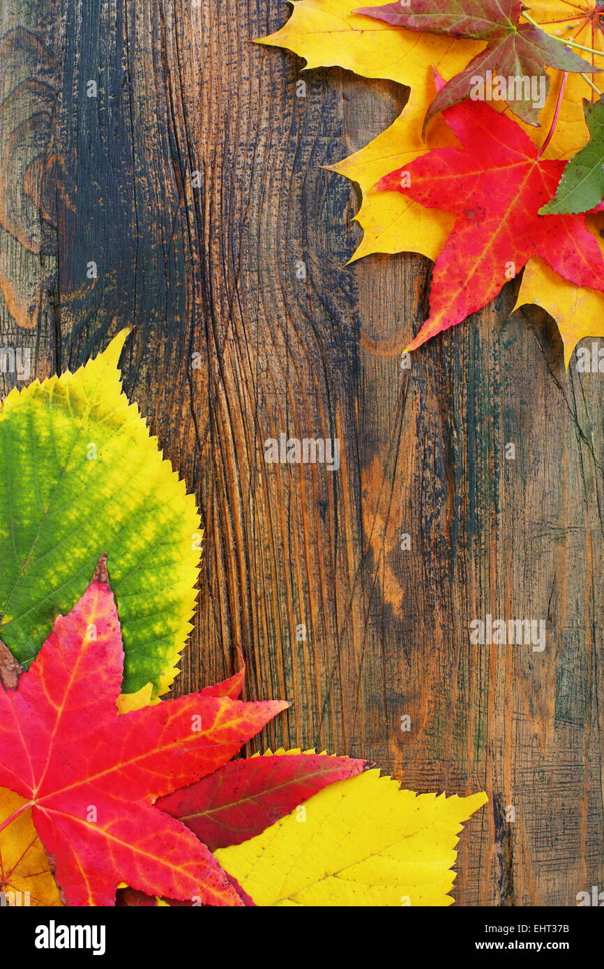 Colorato Foglie di autunno. Foto Stock
