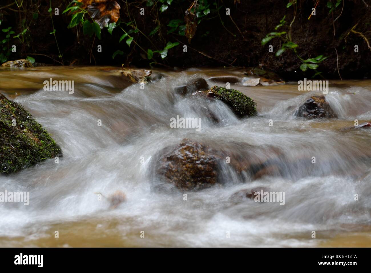 Babbling nella foresta Foto Stock