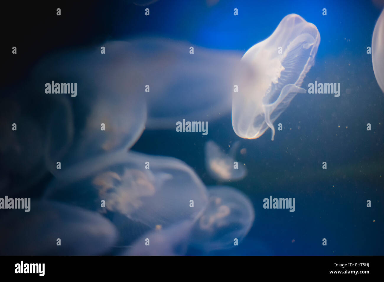 Oceanografia, meduse nel profondo blu acqua Foto Stock