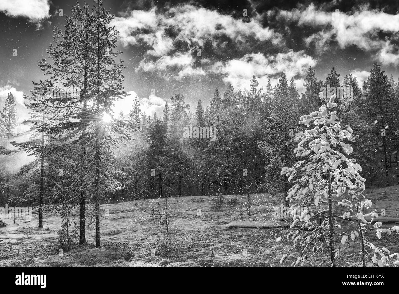 Nevicata in controluce, Lapponia, Svezia Foto Stock