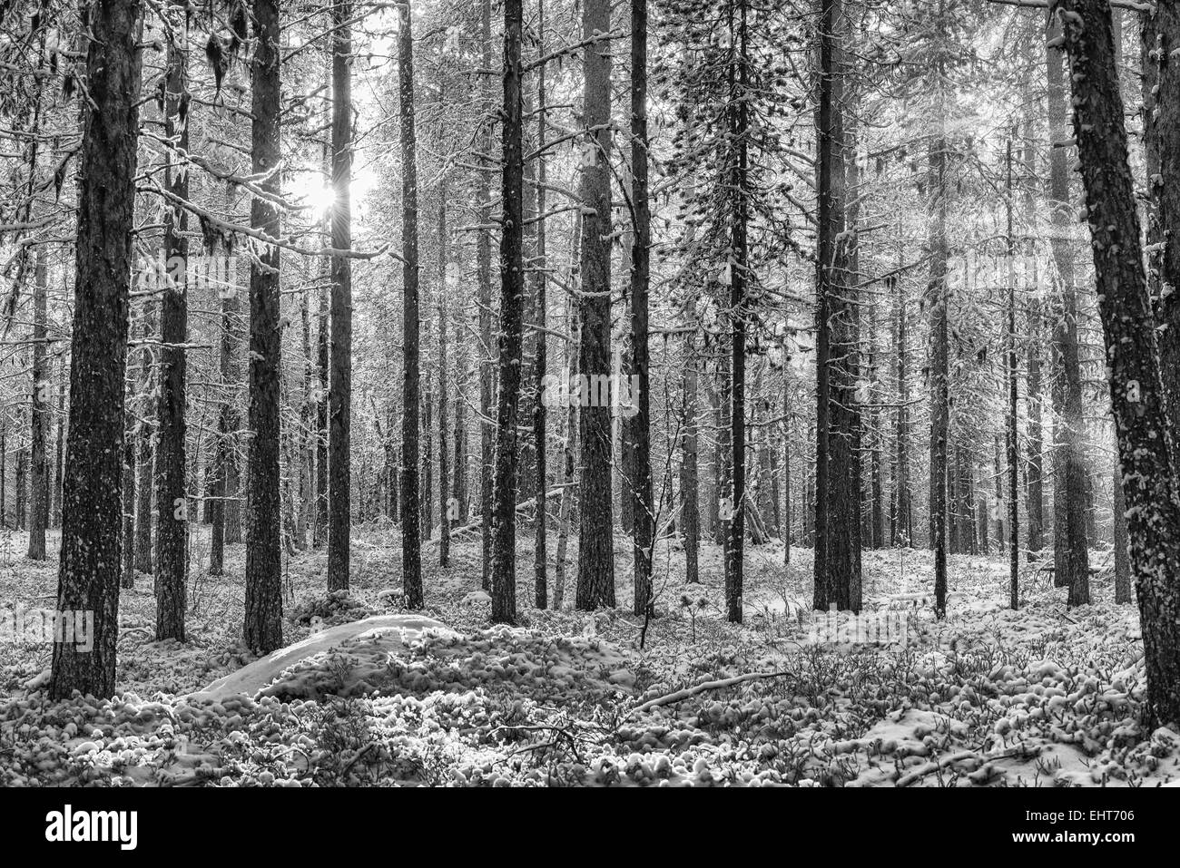 Umore di retroilluminazione nella foresta, Lapponia, Svezia Foto Stock