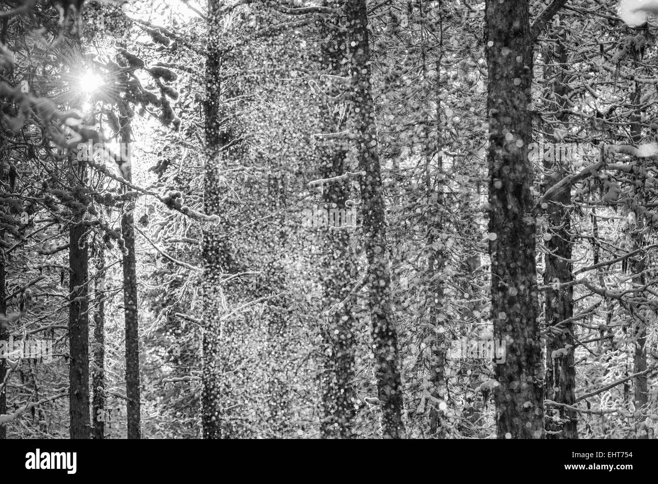 Nevicata in controluce, Lapponia, Svezia Foto Stock