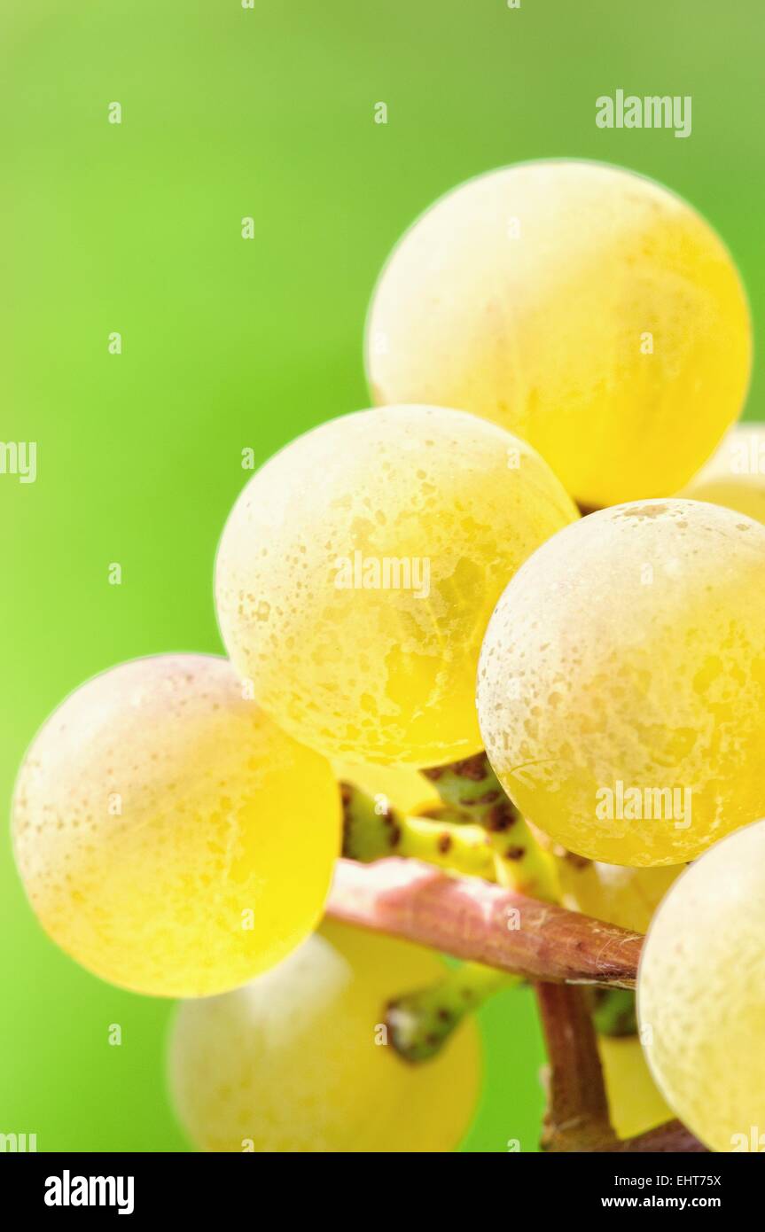 Le uve del vitigno Riesling Foto Stock
