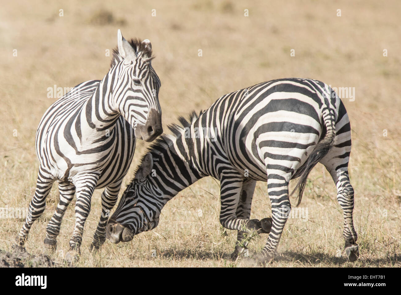 Zebra,Equus quagga,Stepp Fotodienst Schreyer 0049 172 162 5407 www.sportfoto-schreyer.jimdo.com Afrika,in Kenia, Massai Mara 2015 Foto Stock