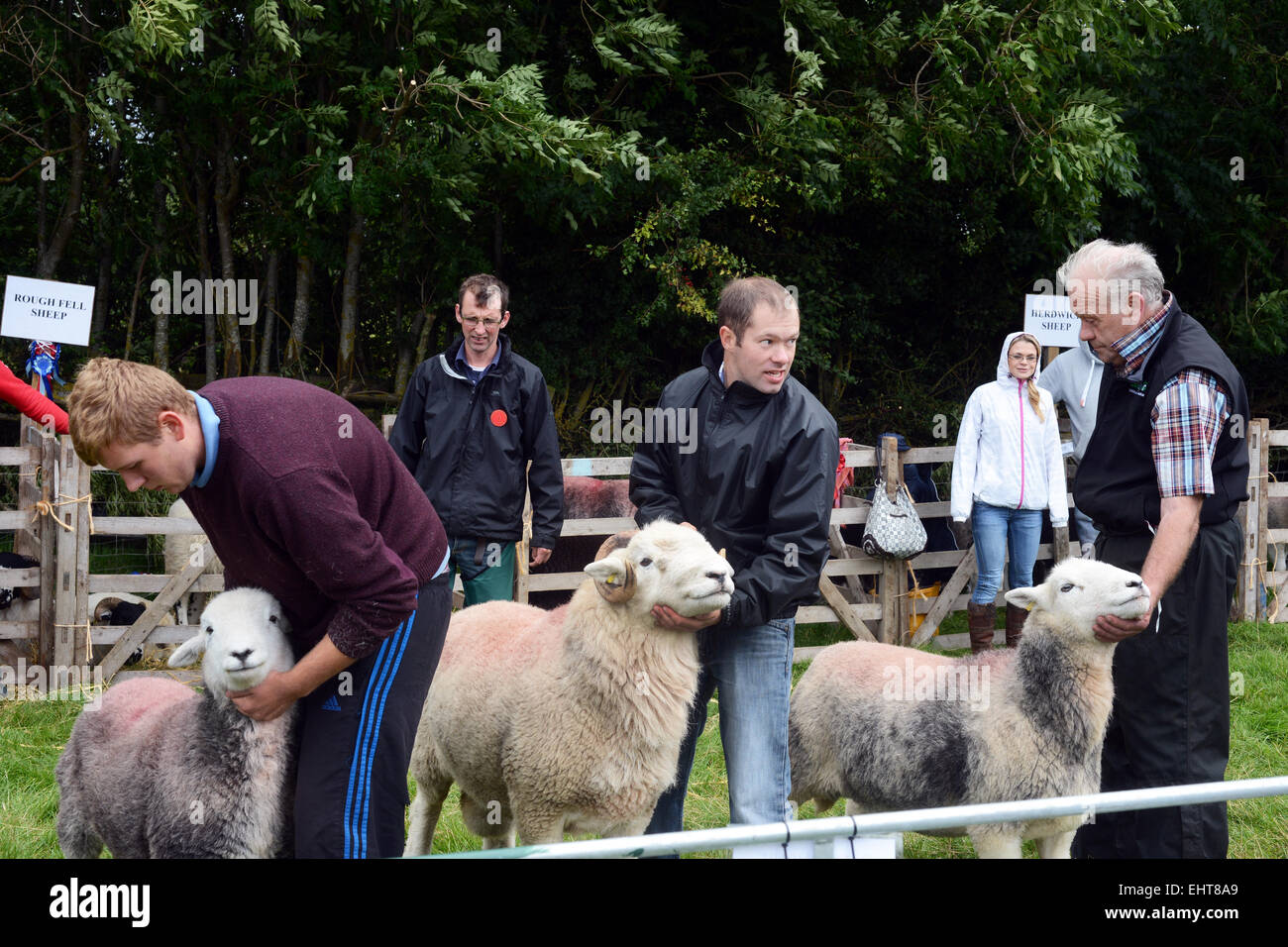Le pecore sono giudicate in una fiera di paese, Cumbria.UK Foto Stock