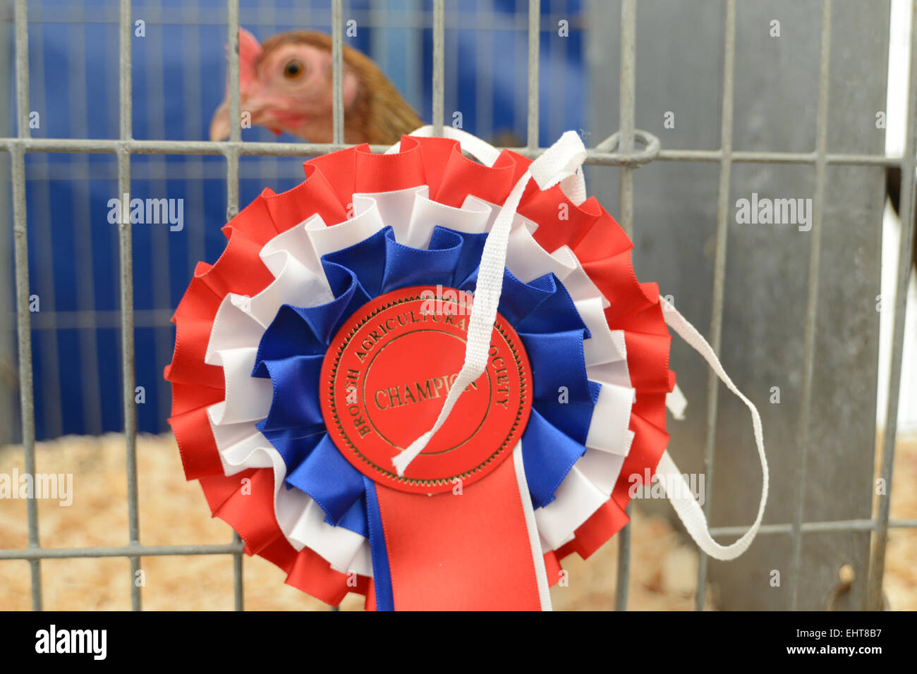 Un vincitore del premio galletto è premiato con una rosetta a uno spettacolo agricolo, Brough Sowerby, Cumbria Regno Unito Foto Stock