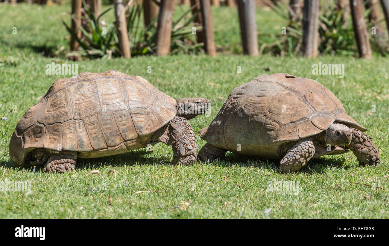 Tartaruga Sulcata Foto Stock