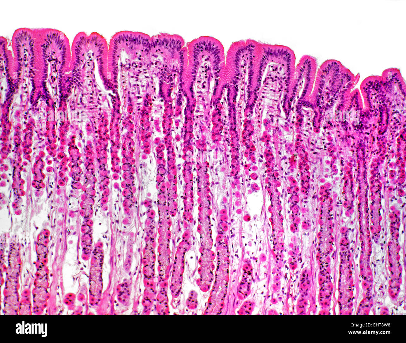 Linguetta di mammifero papille linguali, campo chiaro fotomicrografia, Foto Stock