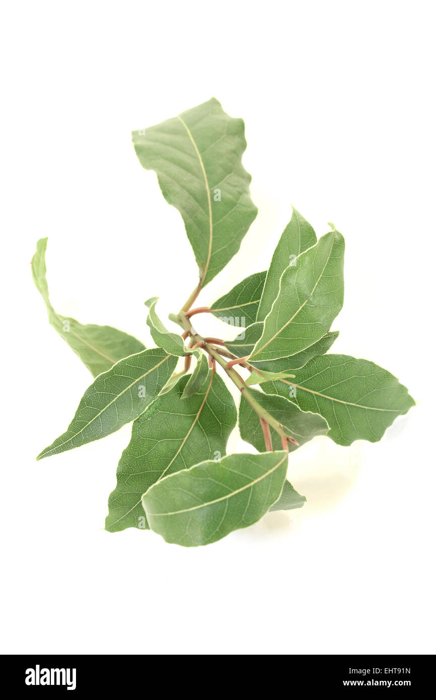 Laurel ramoscello con foglie Foto Stock
