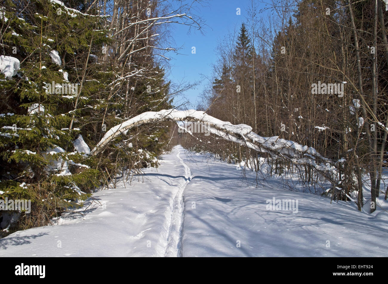 Radura nel bosco invernale Foto Stock