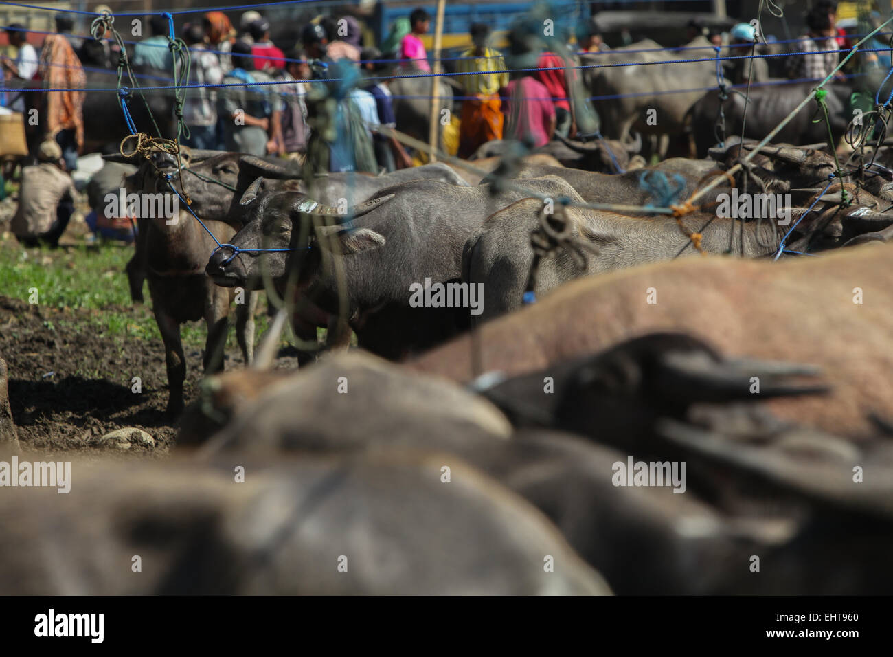 Settimanale mercato di bestiame in Toraja, Sulawesi meridionale. Foto Stock