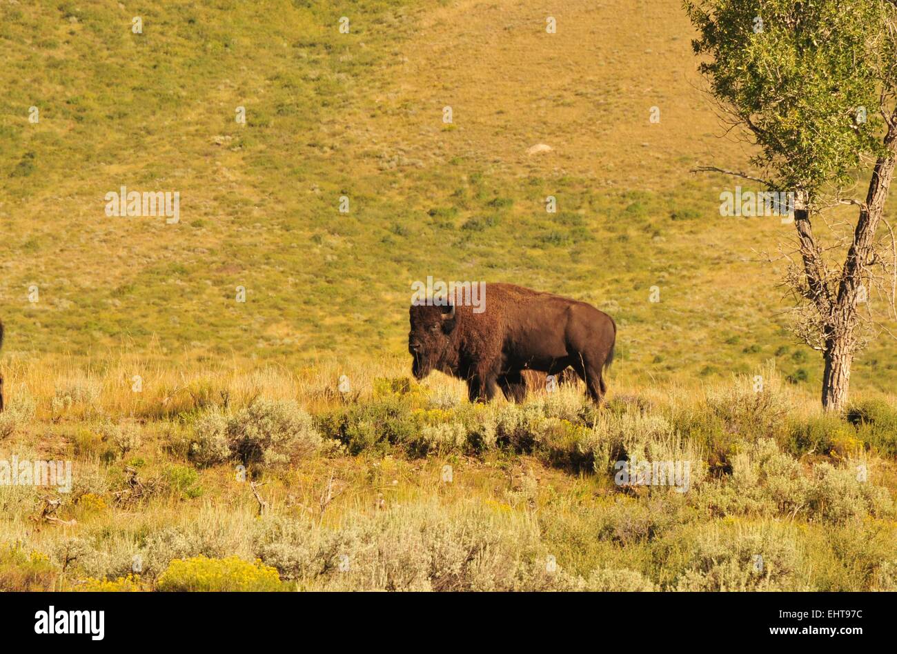 Bison Bull mediante una struttura ad albero a sud del Parco Nazionale di Yellowstone Wyoming - USA Foto Stock Bison Bull mediante una struttura ad albero a sud del Parco Nazionale di Yellowstone Wyoming - USA Foto Stock