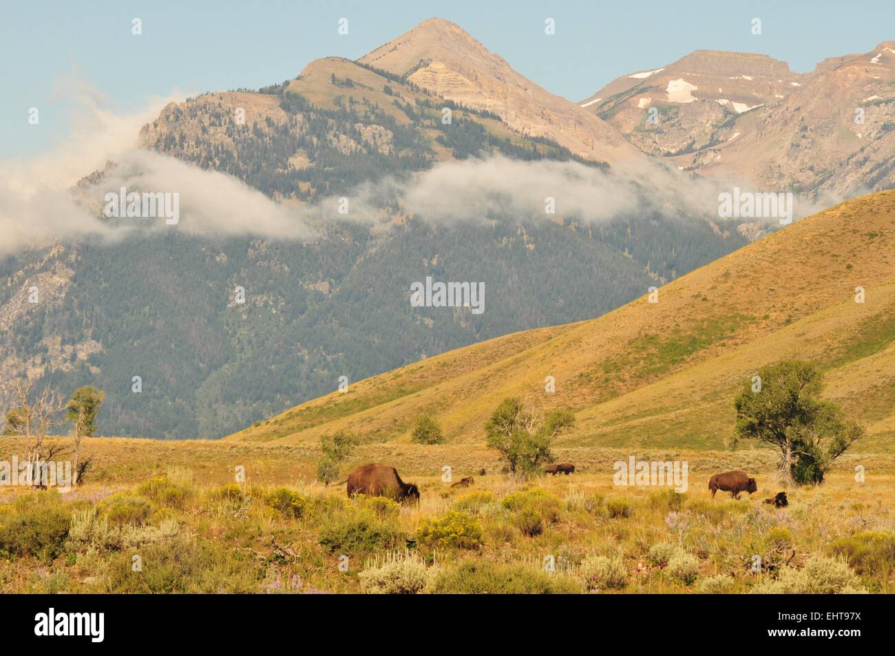 Bison pascolo del bestiame lungo le pendici della gamma Teton Wyoming - USA Foto Stock