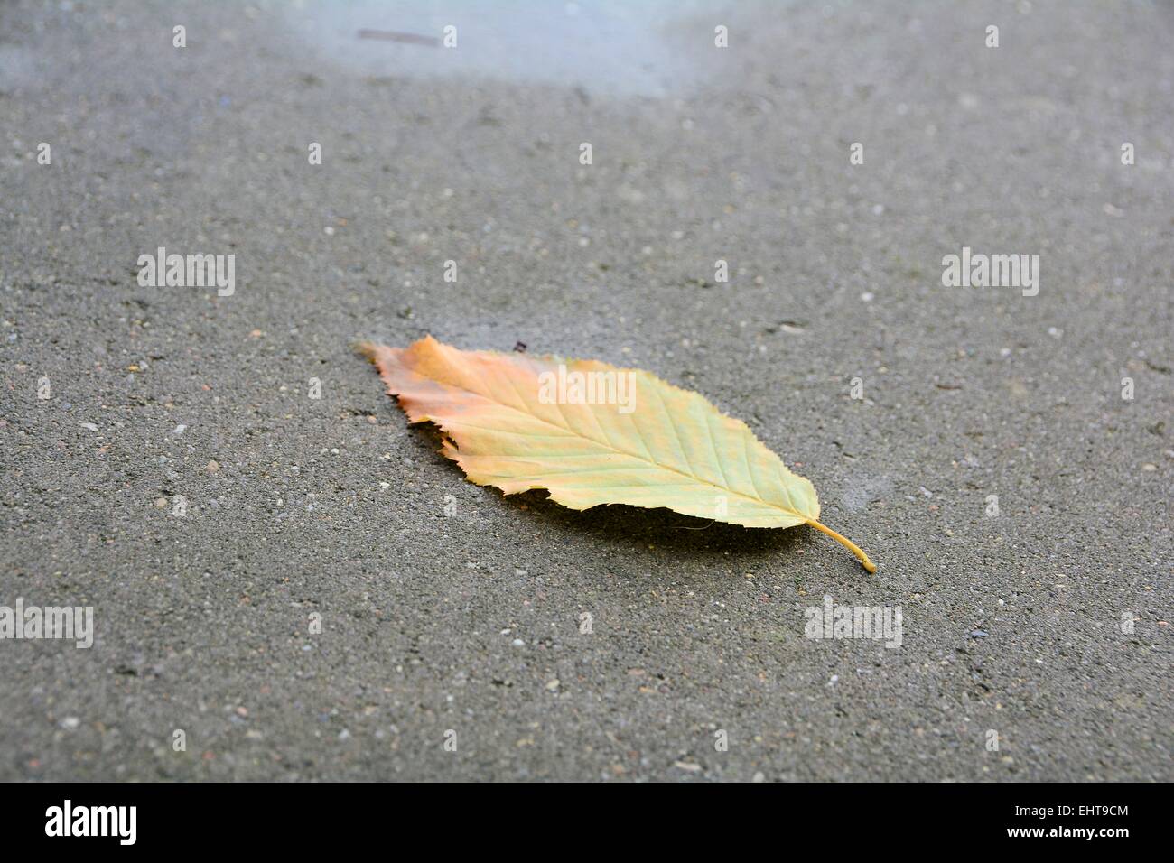 Foglie di autunno sulla strada Foto Stock