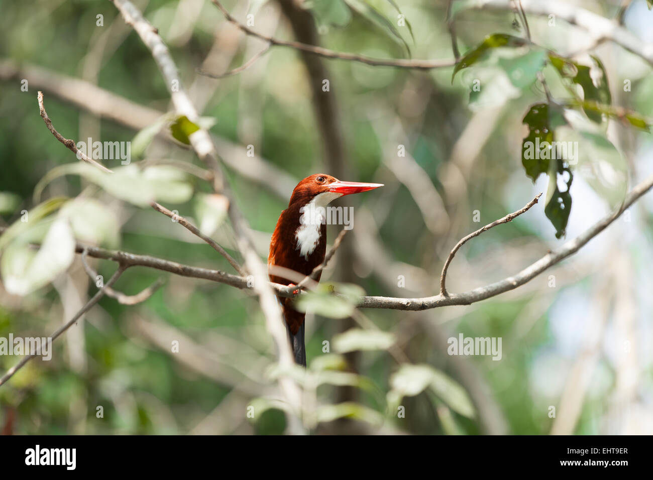 Kingfisher uccello appollaiato su un ramo in lagune del Kerala, India Foto Stock