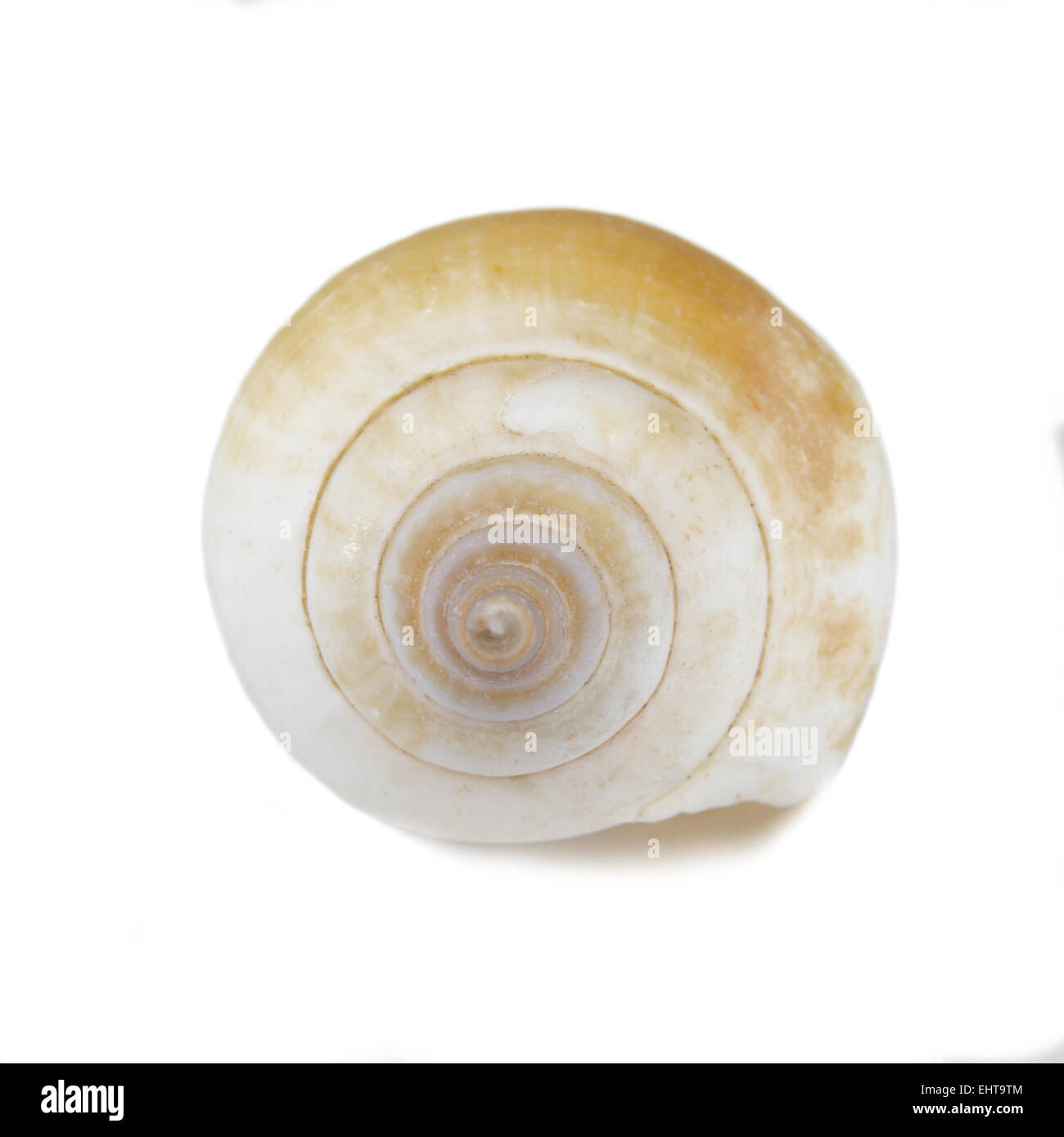 Coperture della lumaca 5 Foto Stock