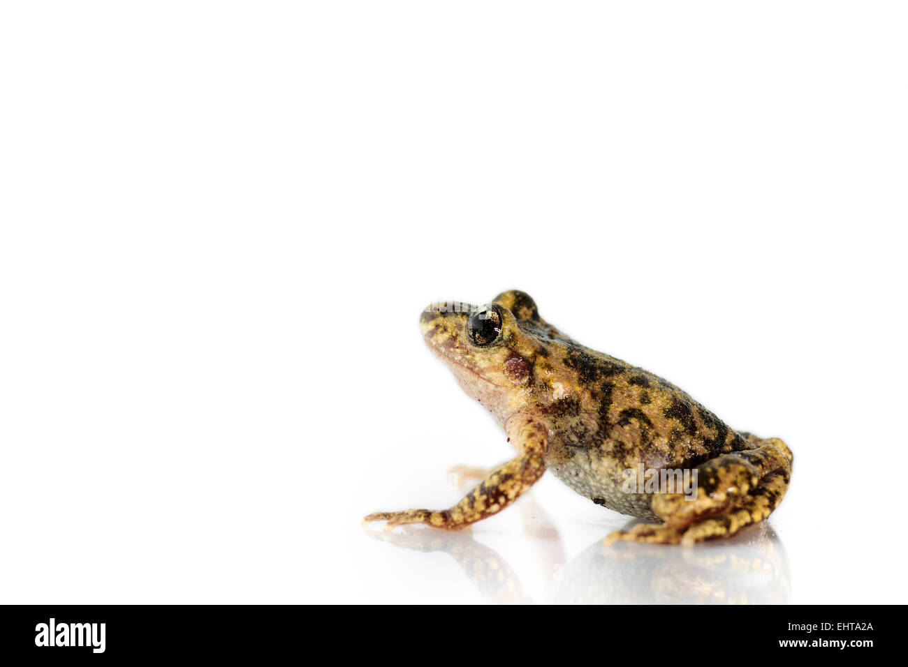 [Captive] la levatrice maiorchino toad (Alytes muletensis) è endemica del rocky terreno di pietra arenaria della Serra de Tramuntana in Foto Stock