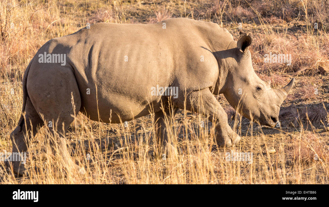 Un rinoceronte che pasce Foto Stock