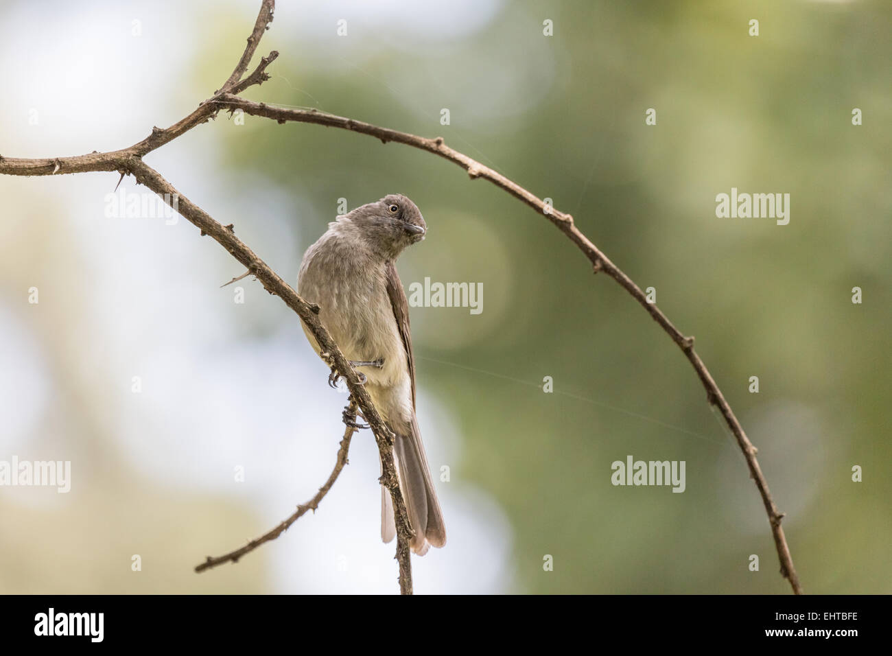 Bulbul comune su un ramoscello Foto Stock