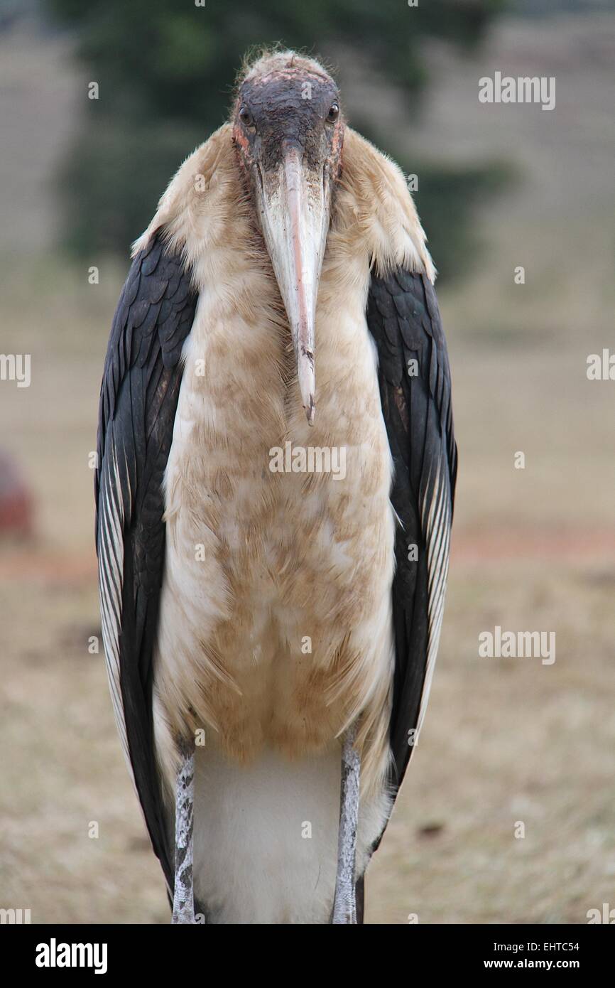 Maribou Stork, Ngorogoro cratere, Tanzania, Africa Foto Stock