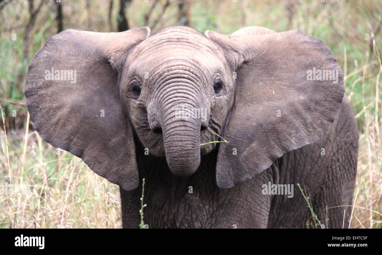 Elephant di vitello, Serengeti National Park, Tanzania Africa Foto Stock