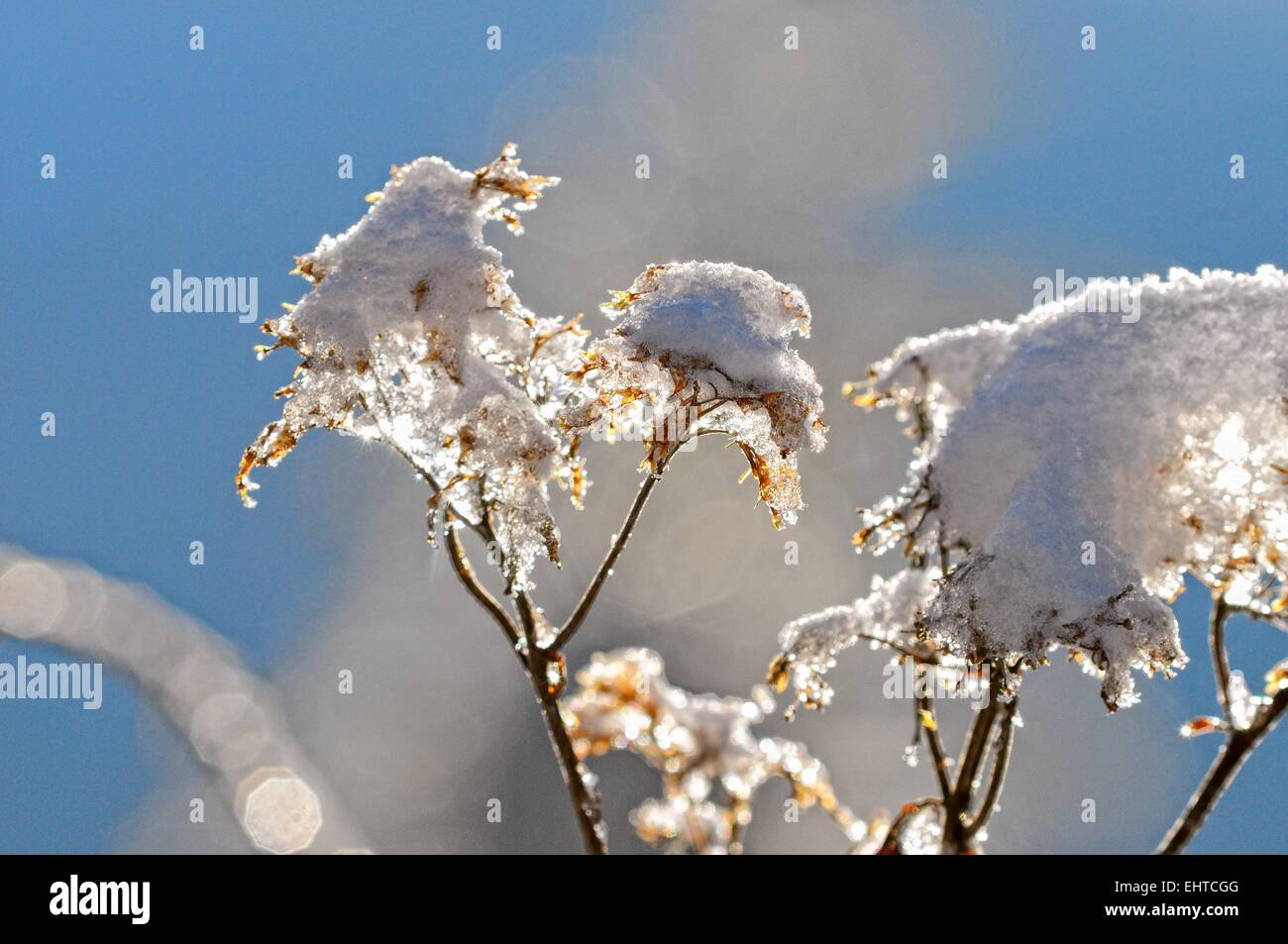 Neve e di erba in presenza di luce solare Foto Stock