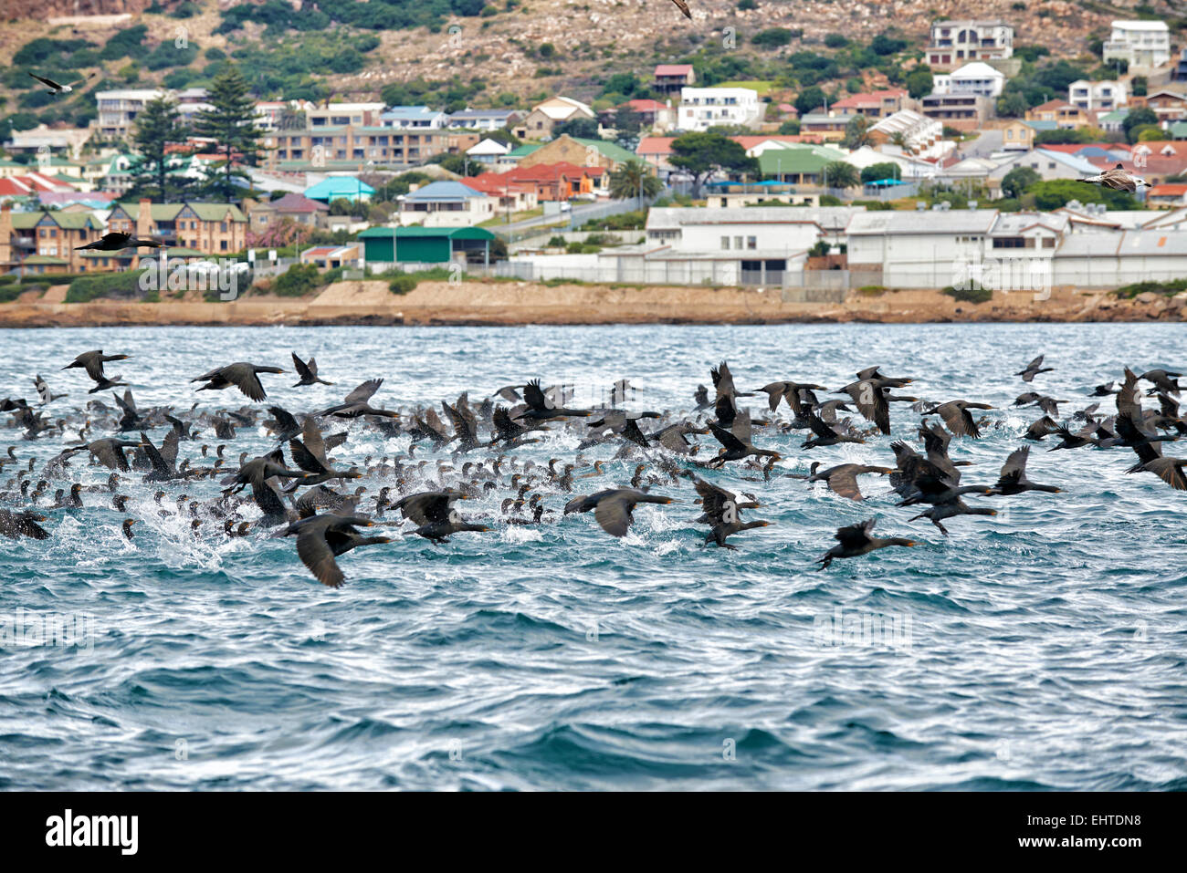 Enorme sciame del cormorano (Phalacrocorax carbo) in Mossel Bay Western Cape, Sud Africa Foto Stock
