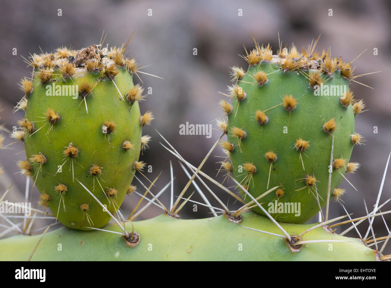 Dettaglio del cactus lasciare con spine. Foto Stock