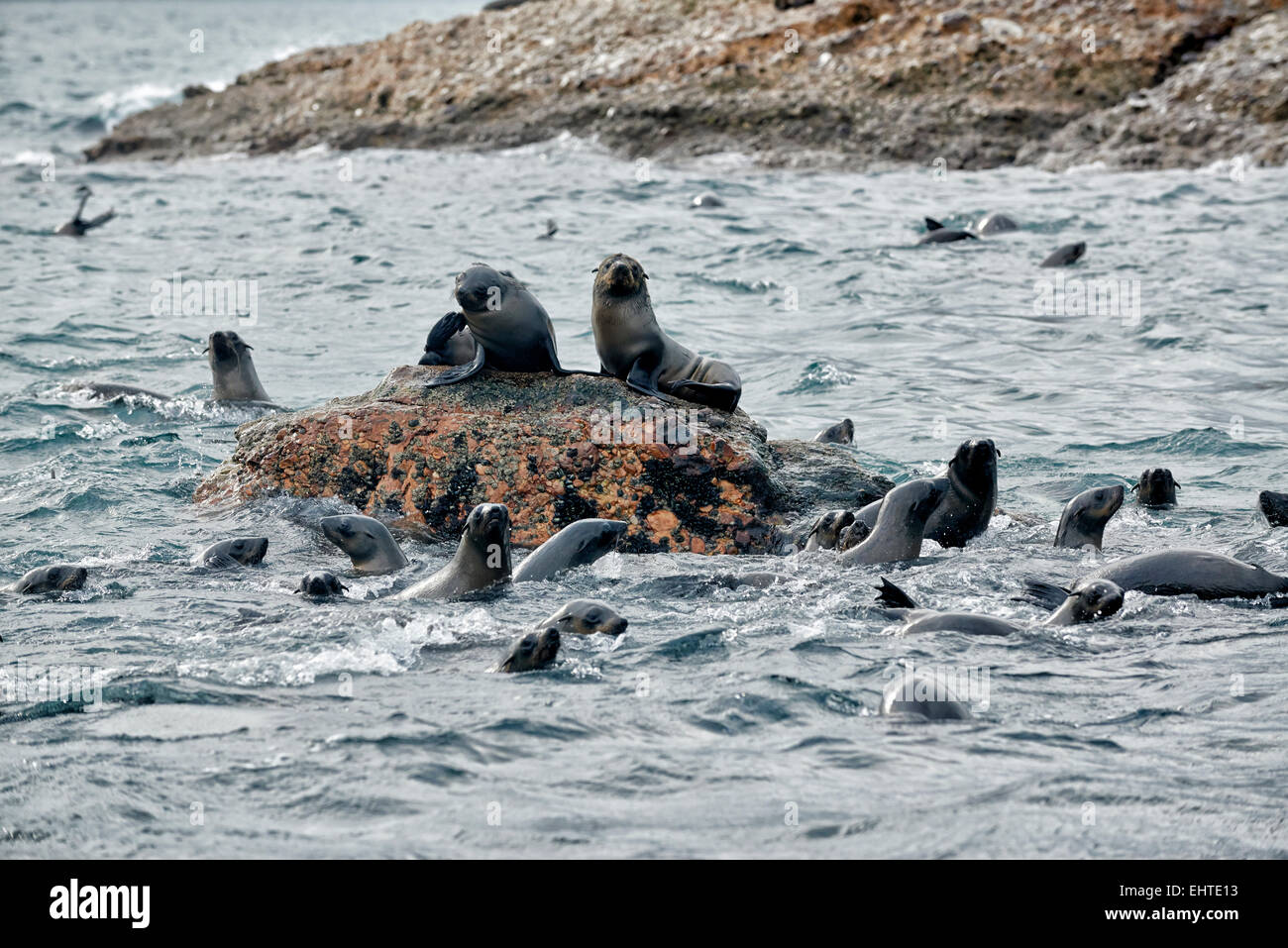 Colonia di marrone pelliccia sigillo (Arctocephalus pusillus) davanti a Mossel Bay Western Cape, Sud Africa Foto Stock