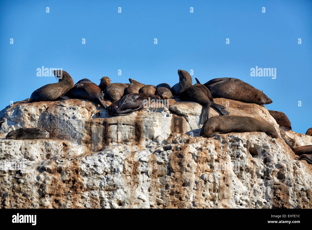 Colonia di marrone pelliccia sigillo (Arctocephalus pusillus) davanti a Mossel Bay Western Cape, Sud Africa Foto Stock