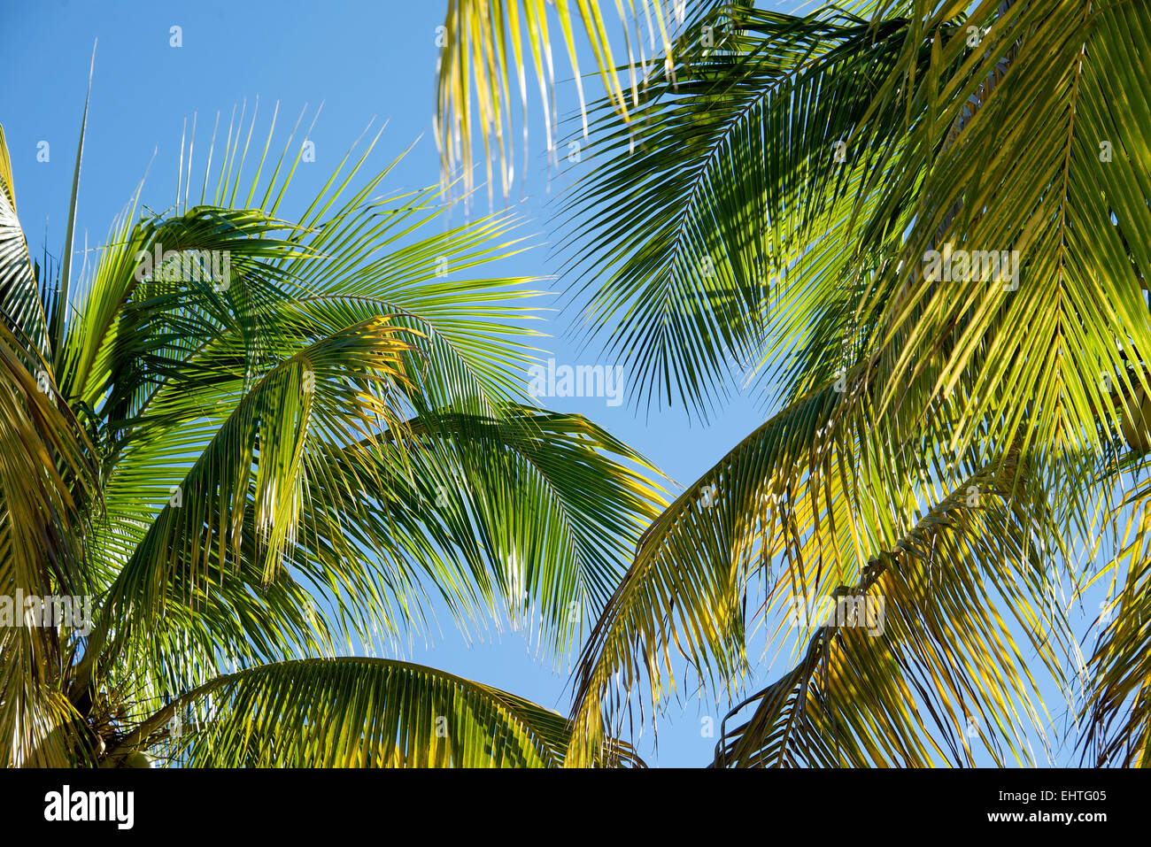 Sunbeam proveniente attraverso Palm tree foglie Foto Stock