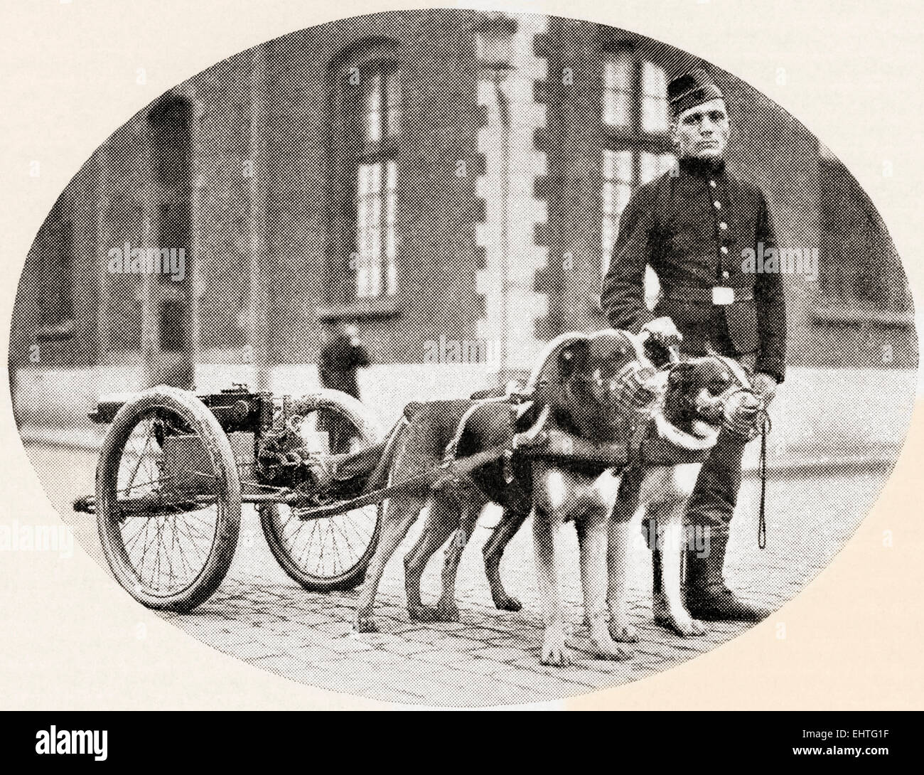 I cani della guerra. Un belga mitrailleuse trainate da cani durante la Prima Guerra Mondiale. Foto Stock