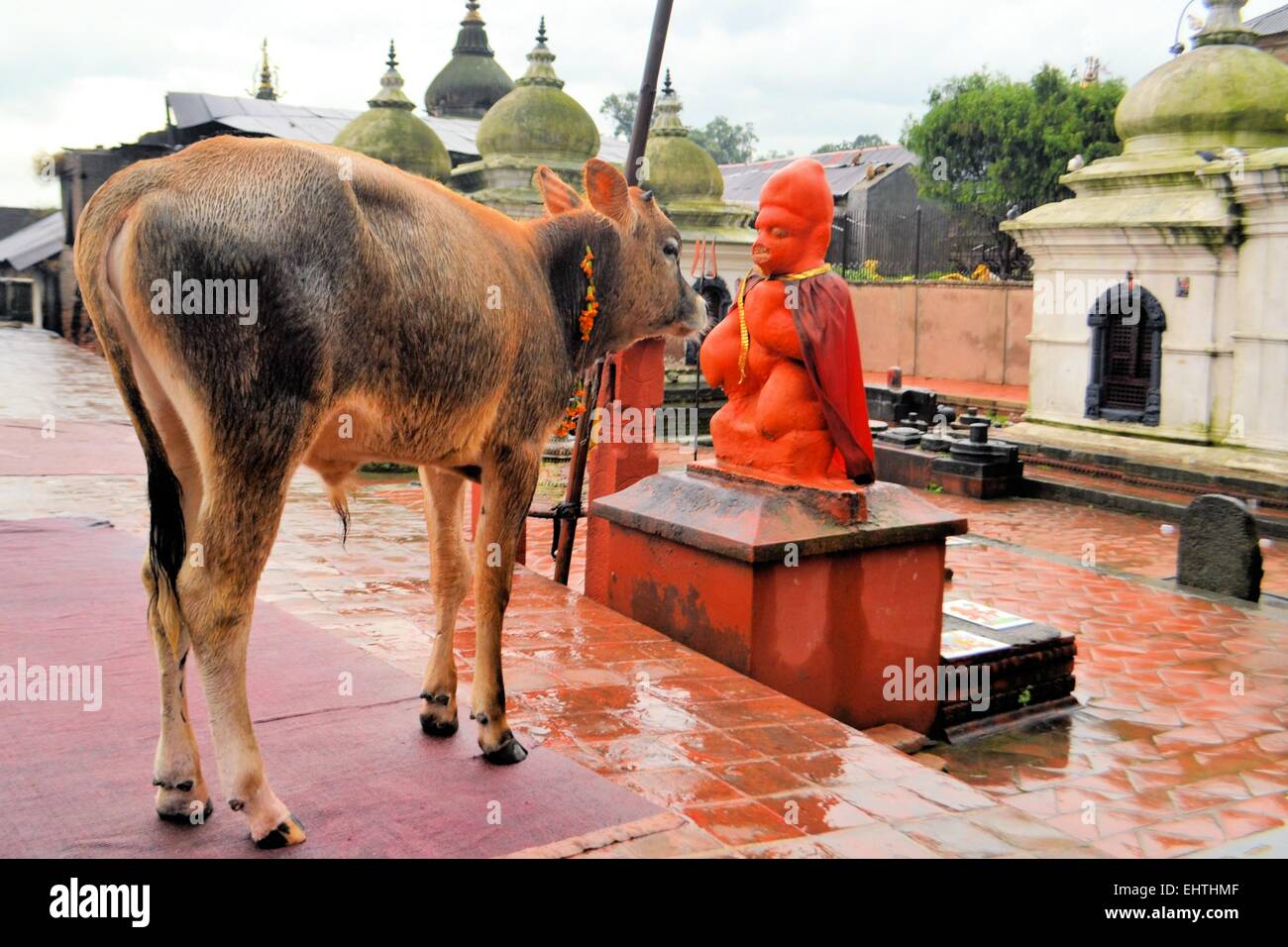 Vacca sacra nel tempio di Pashupatinath, Khatmandu Foto Stock