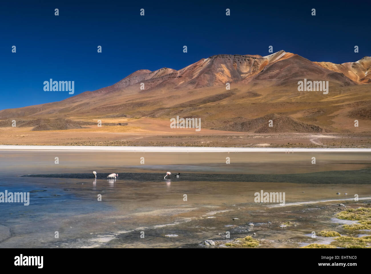 Fenicotteri rosa nel lago poco profondo nel deserto boliviano vicino Salar de Uyuni Foto Stock