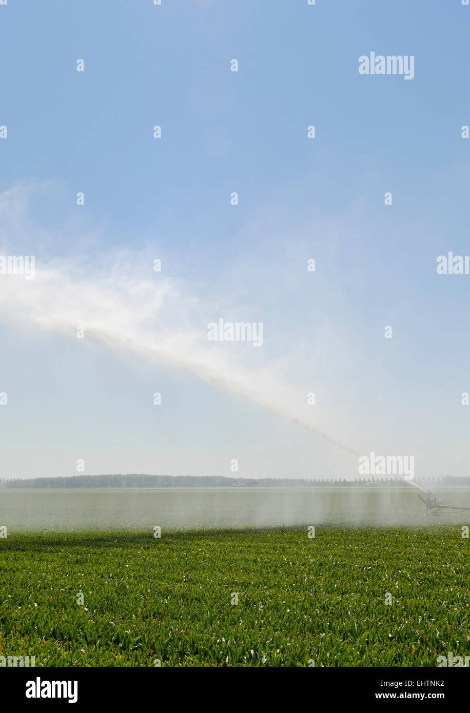 Irrigazione di acqua su un terreno coltivabile verde con un grande spruzzo di acqua in una calda estate. Foto Stock