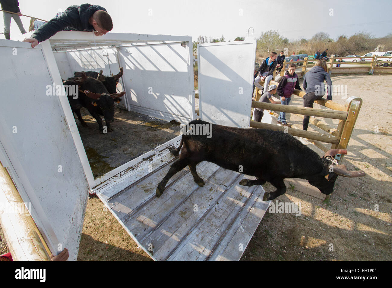 Illustrazione della CAMARGUE, Gard (30), LANGUEDOC-ROUSSILLON, Francia Foto Stock