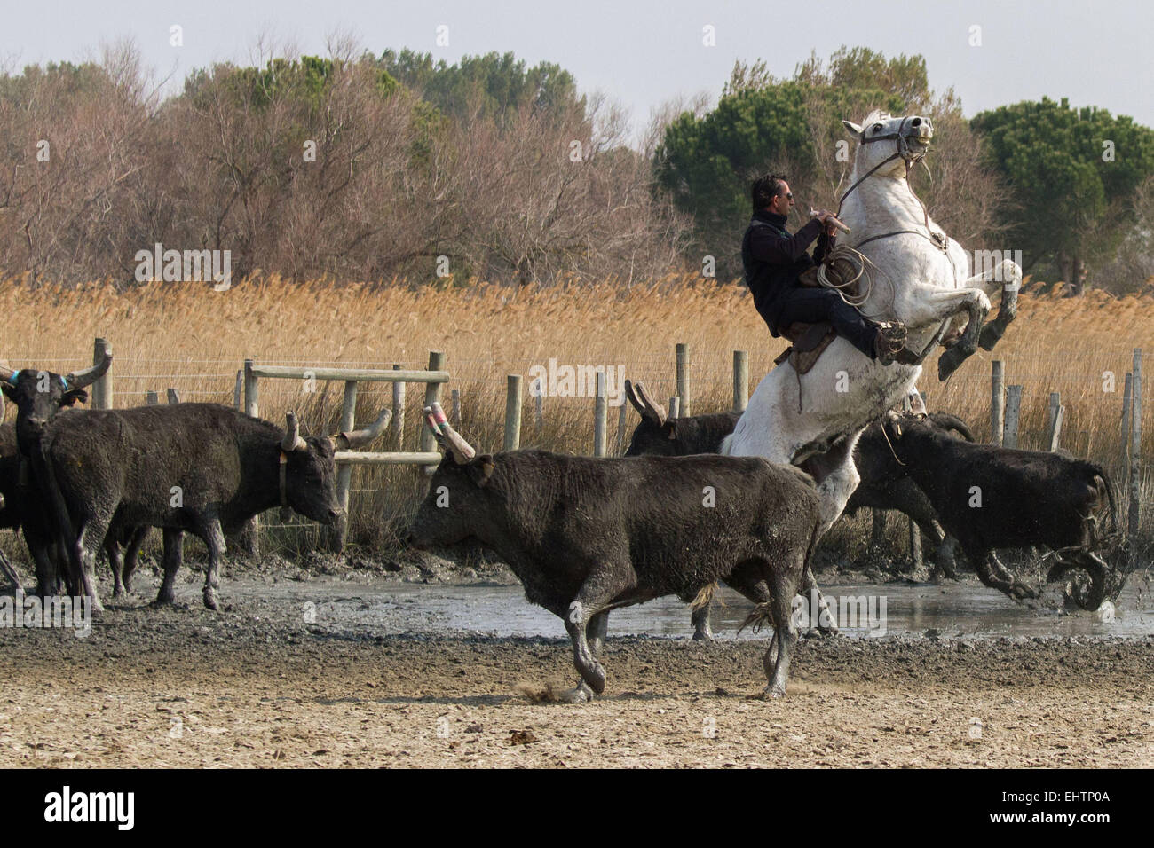 Illustrazione della CAMARGUE, Gard (30), LANGUEDOC-ROUSSILLON, Francia Foto Stock