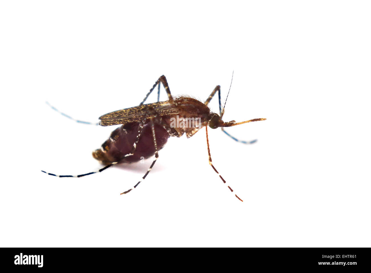 Mosquito isolati su sfondo bianco Foto Stock